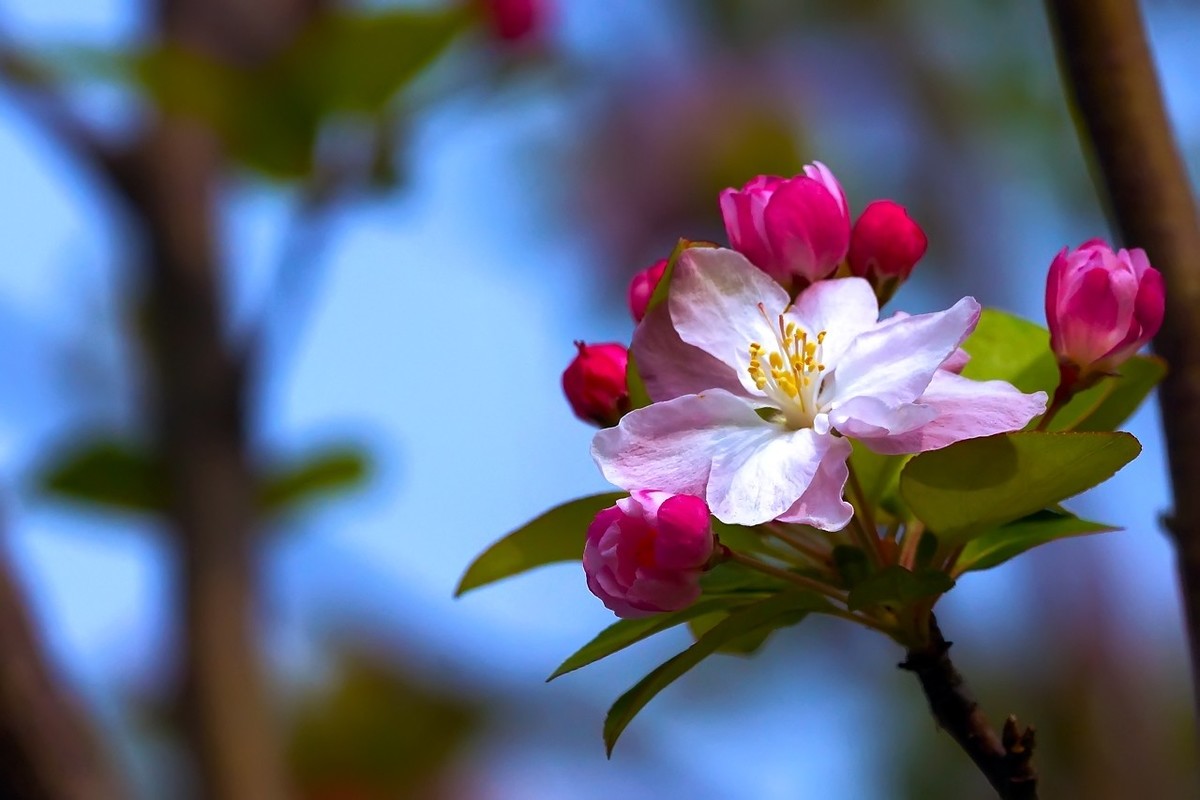 旧片_西府海棠9