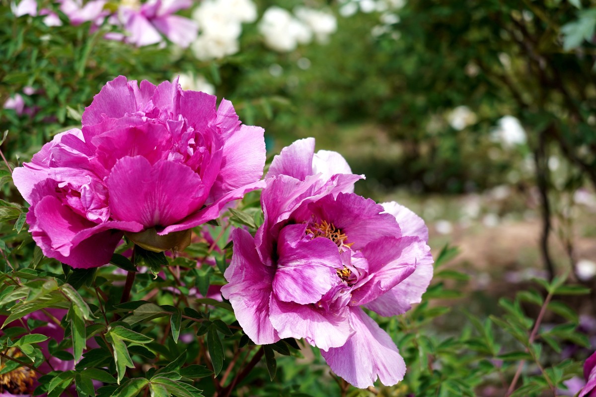 落尽残红始吐芳  佳名唤作百花王