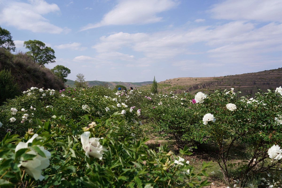 落尽残红始吐芳  佳名唤作百花王