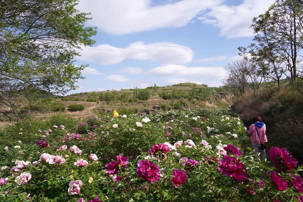 落尽残红始吐芳  佳名唤作百花王