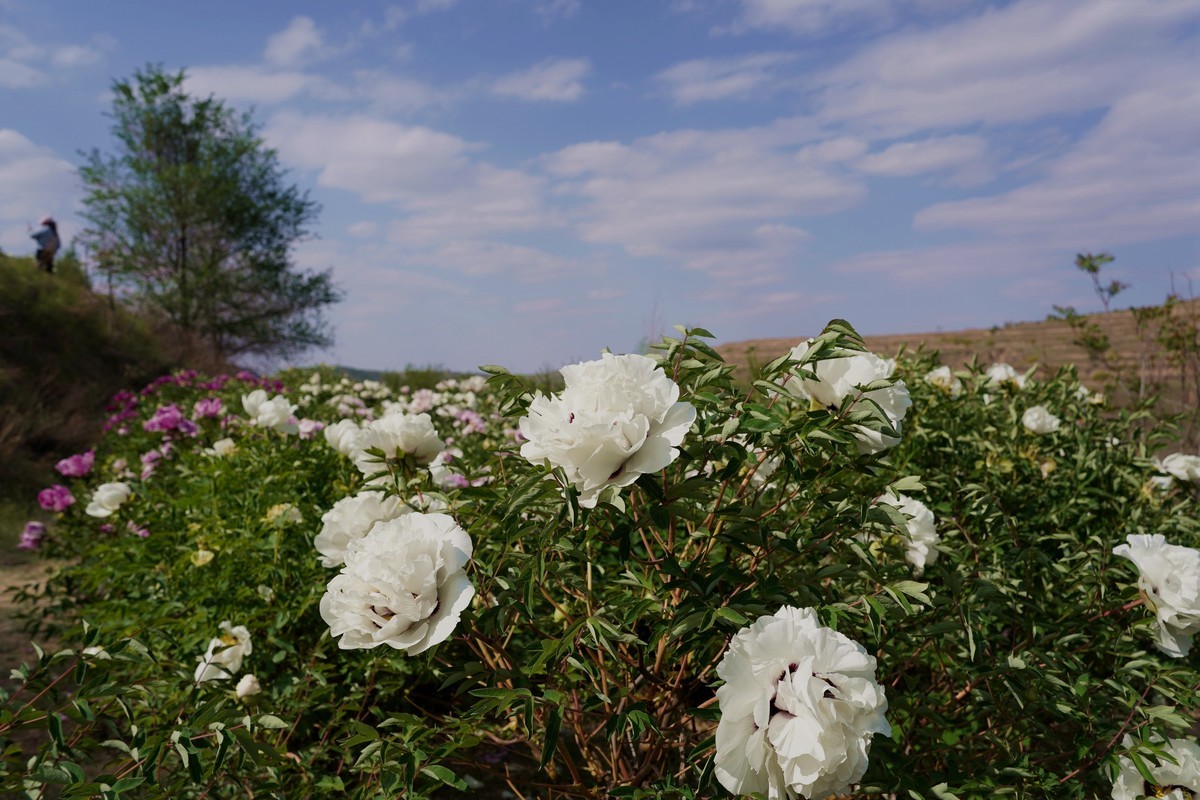 落尽残红始吐芳  佳名唤作百花王