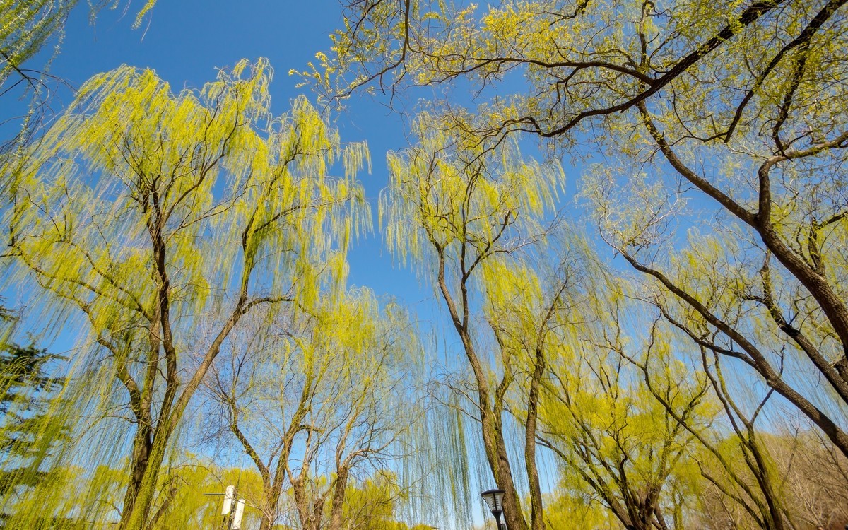 春游玉渊潭20220327 《20》