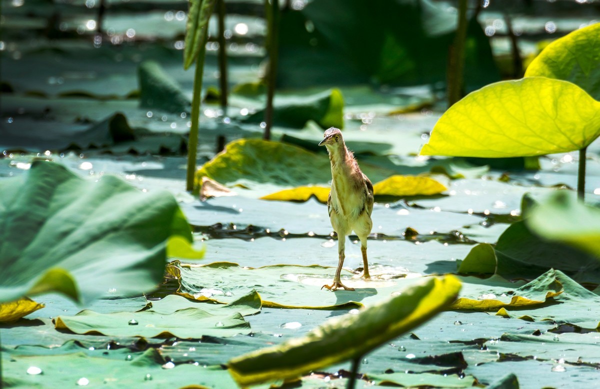 黄苇鹣（十四）