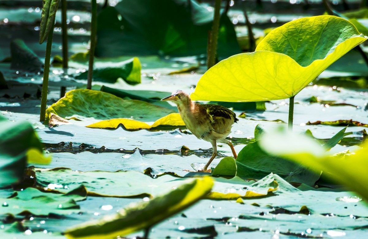 黄苇鹣（十四）
