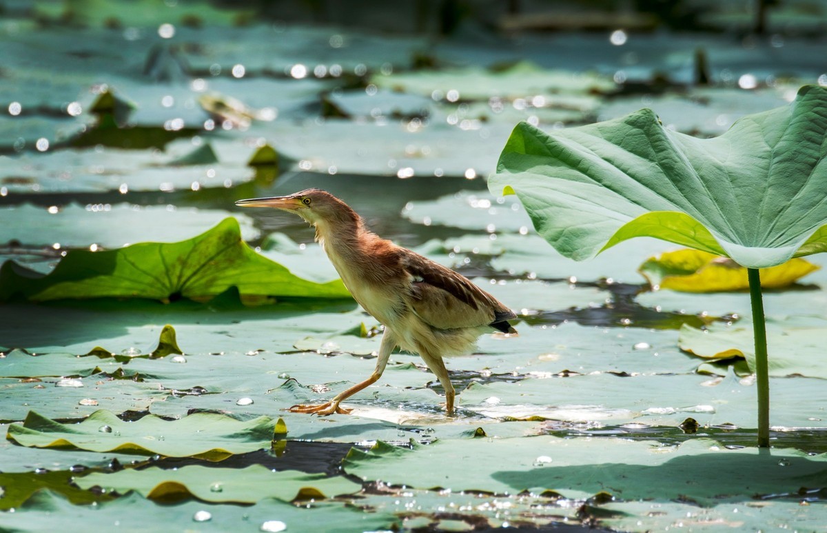 黄苇鹣（十四）