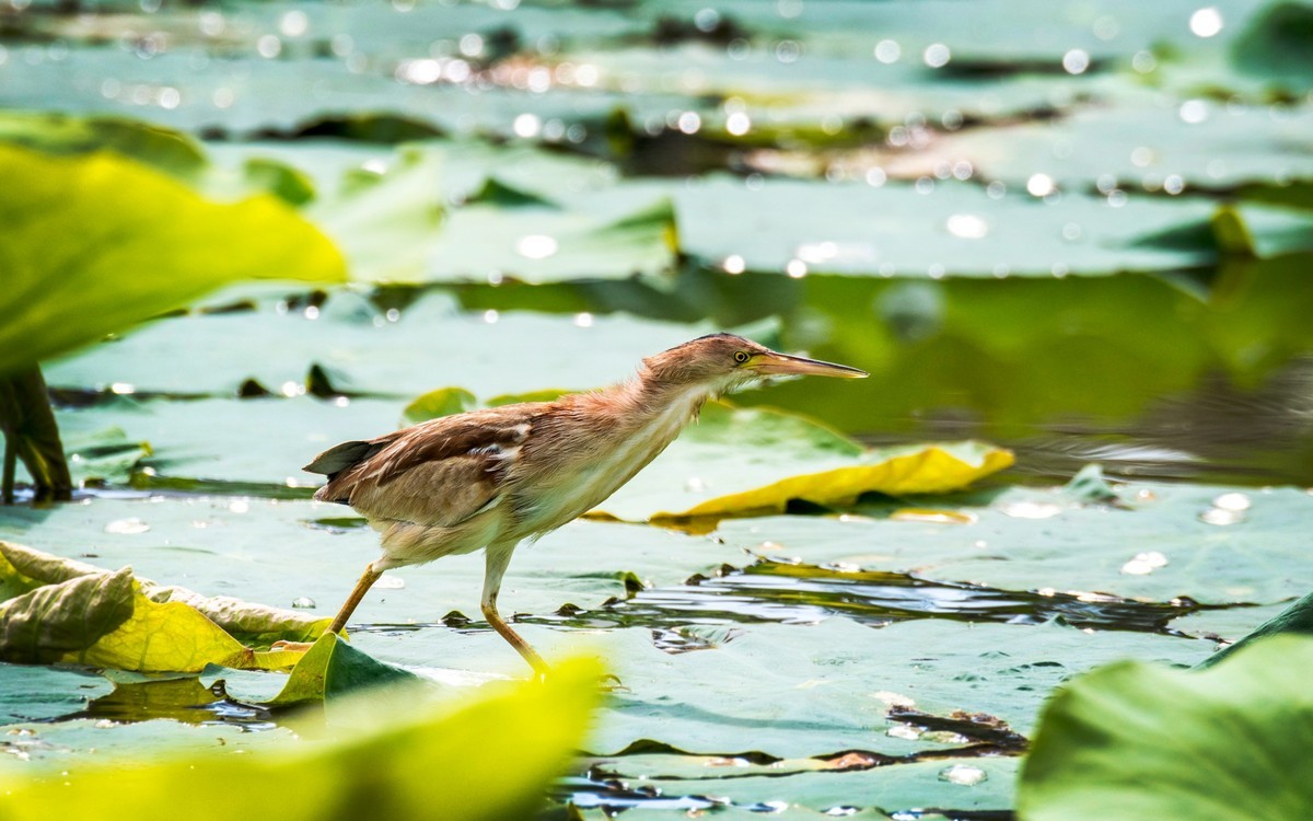 黄苇鹣（十四）