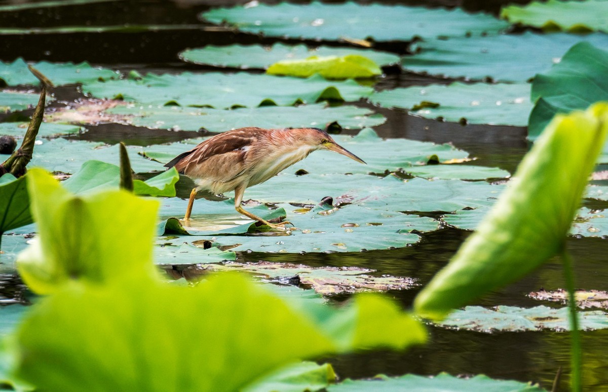 黄苇鹣（十四）