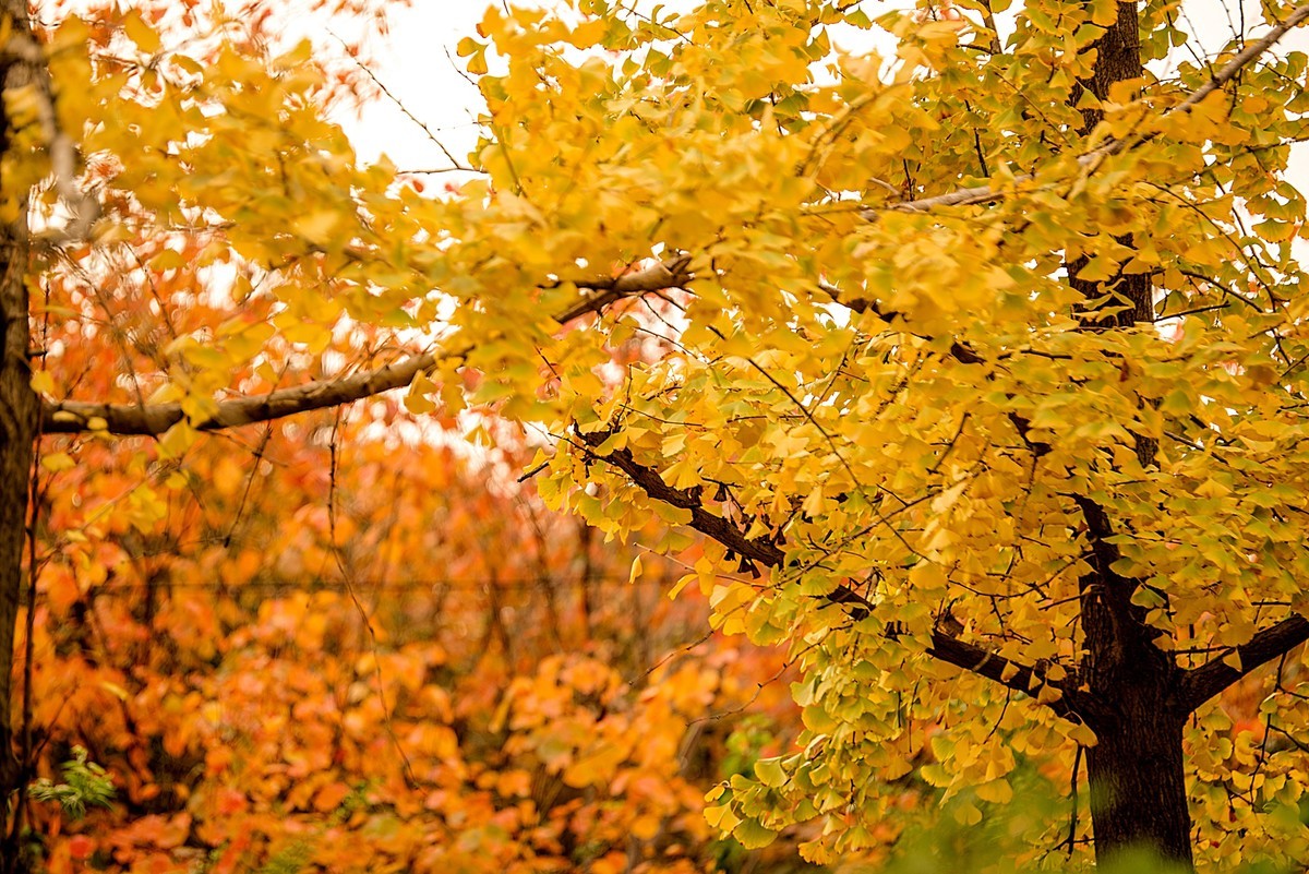 秋天最浪漫的吻