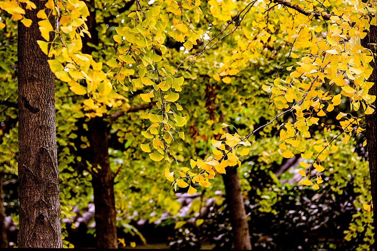 秋天最浪漫的吻