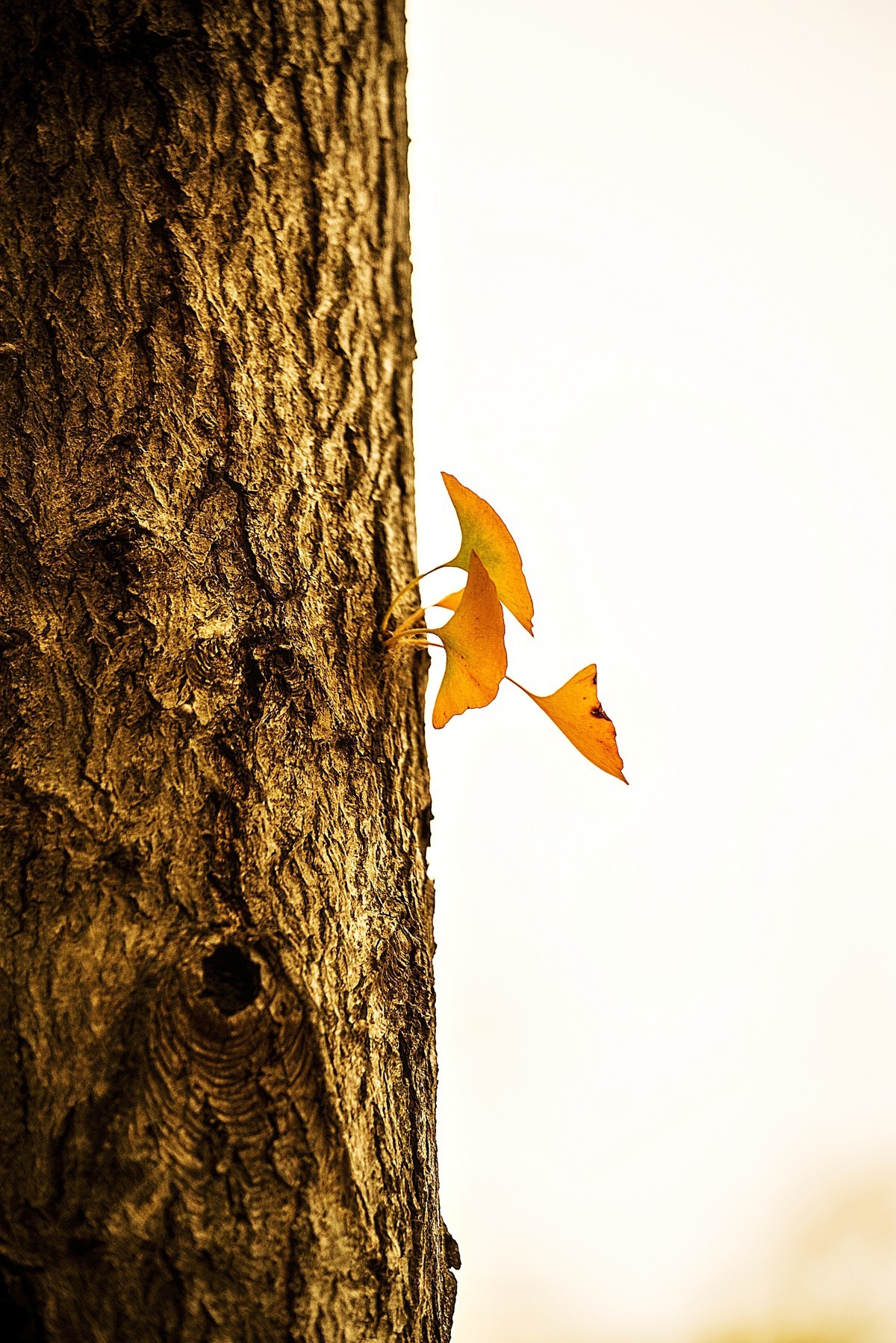 秋天最浪漫的吻