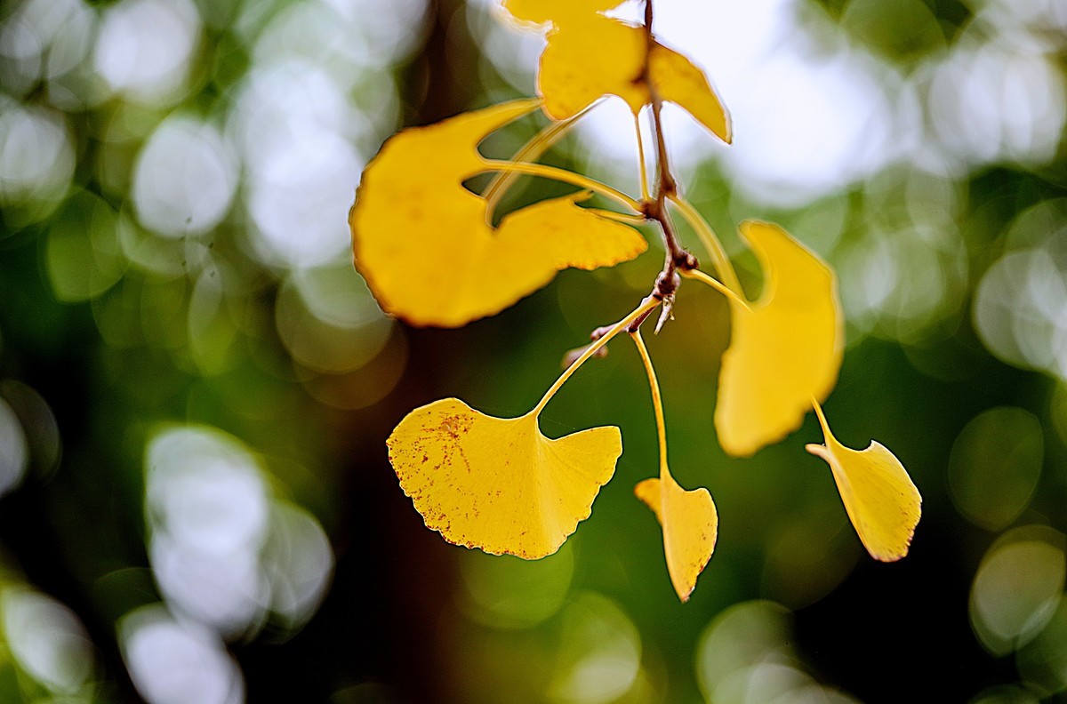 秋天最浪漫的吻