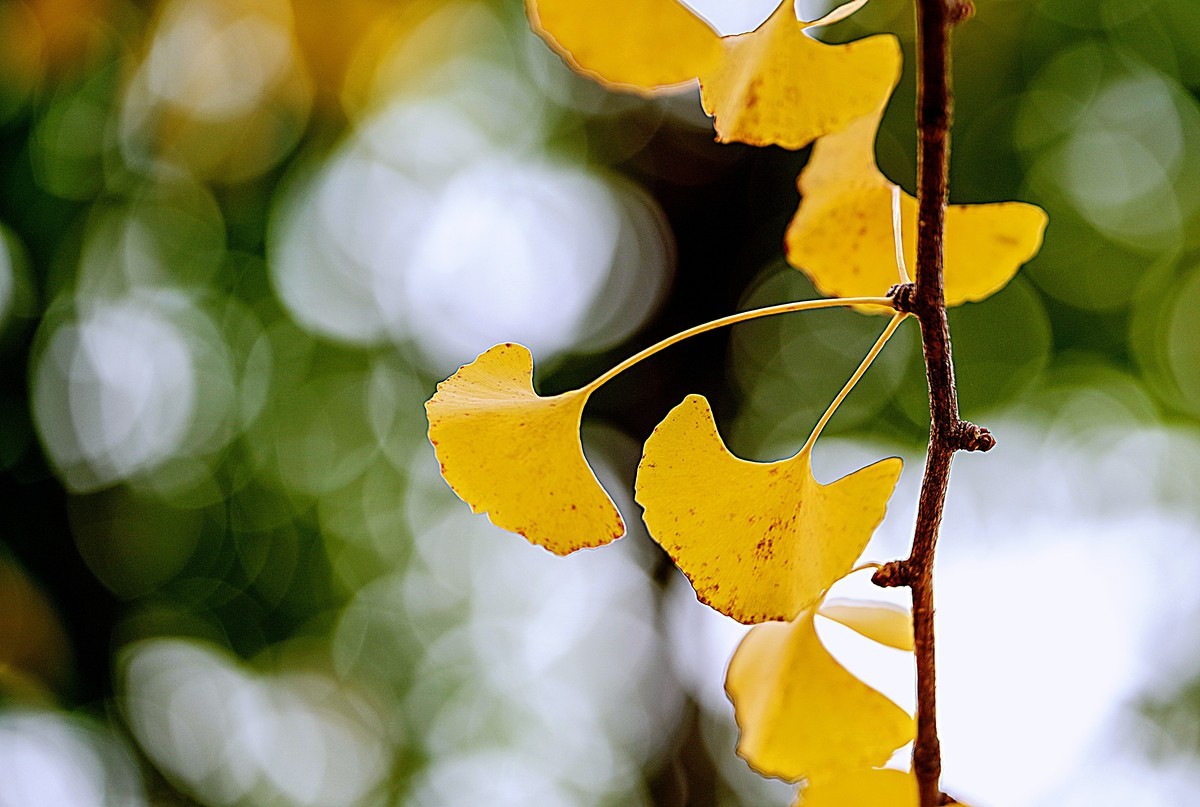 秋天最浪漫的吻