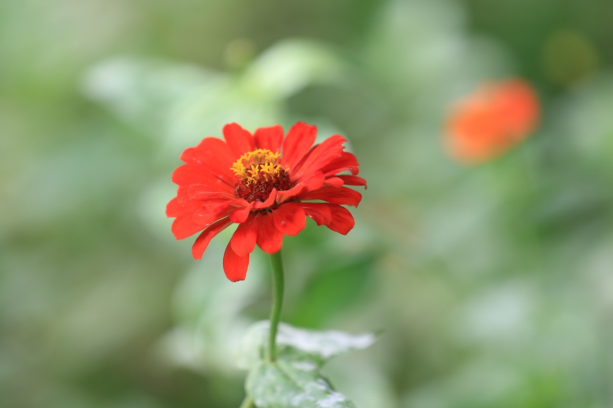 拍拍花