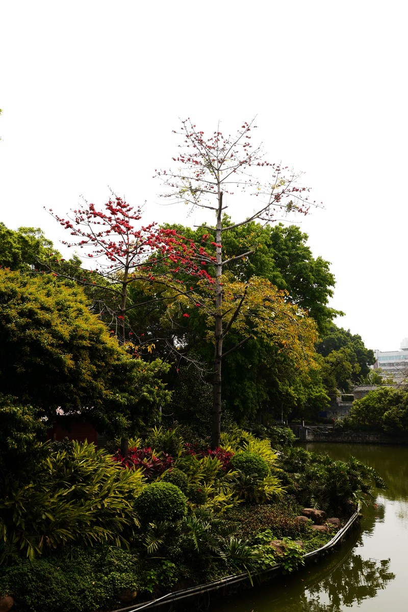 荔湾湖公园随拍（3.15）（9）