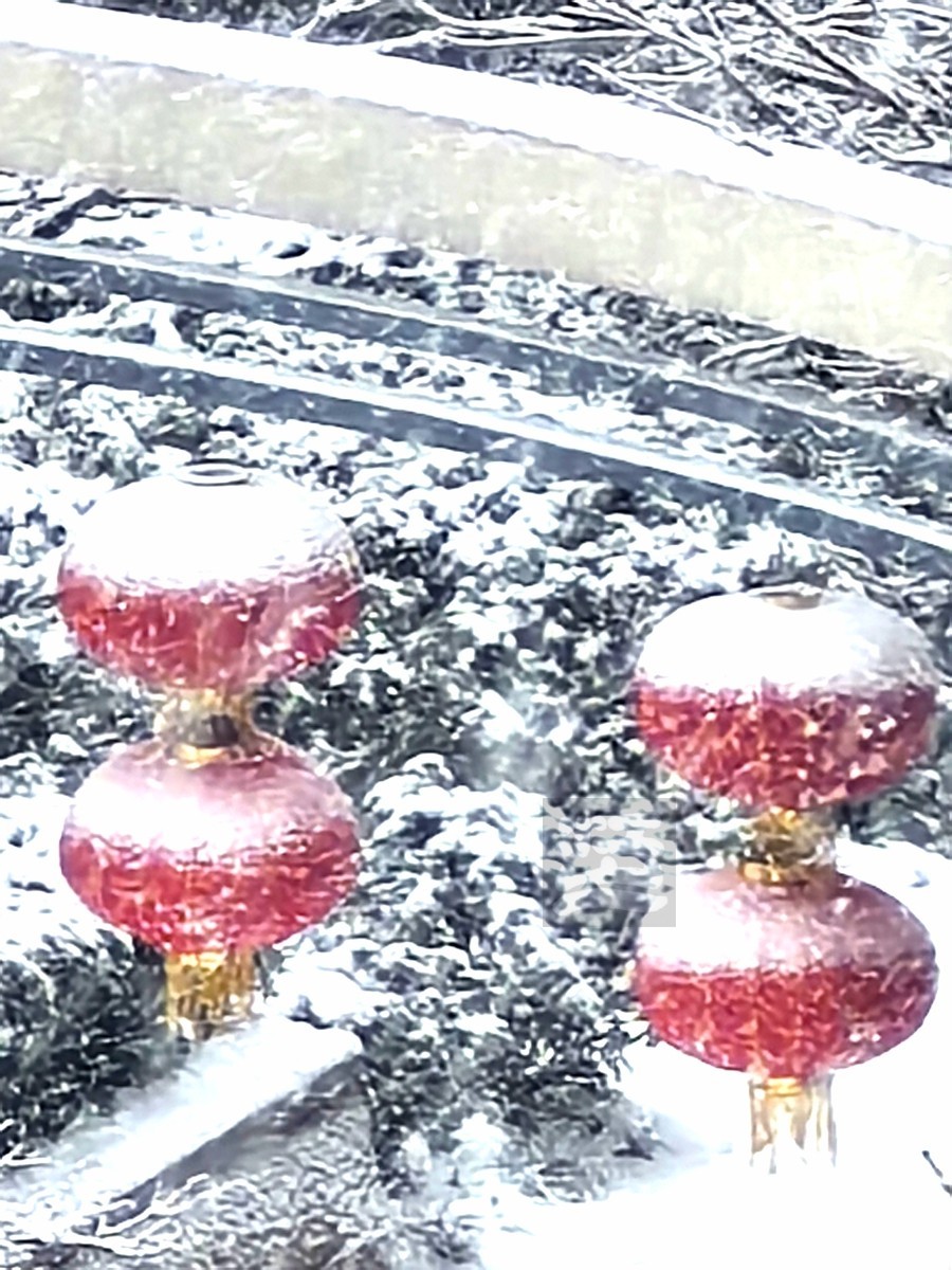 玉树琼花正立春——武汉随笔