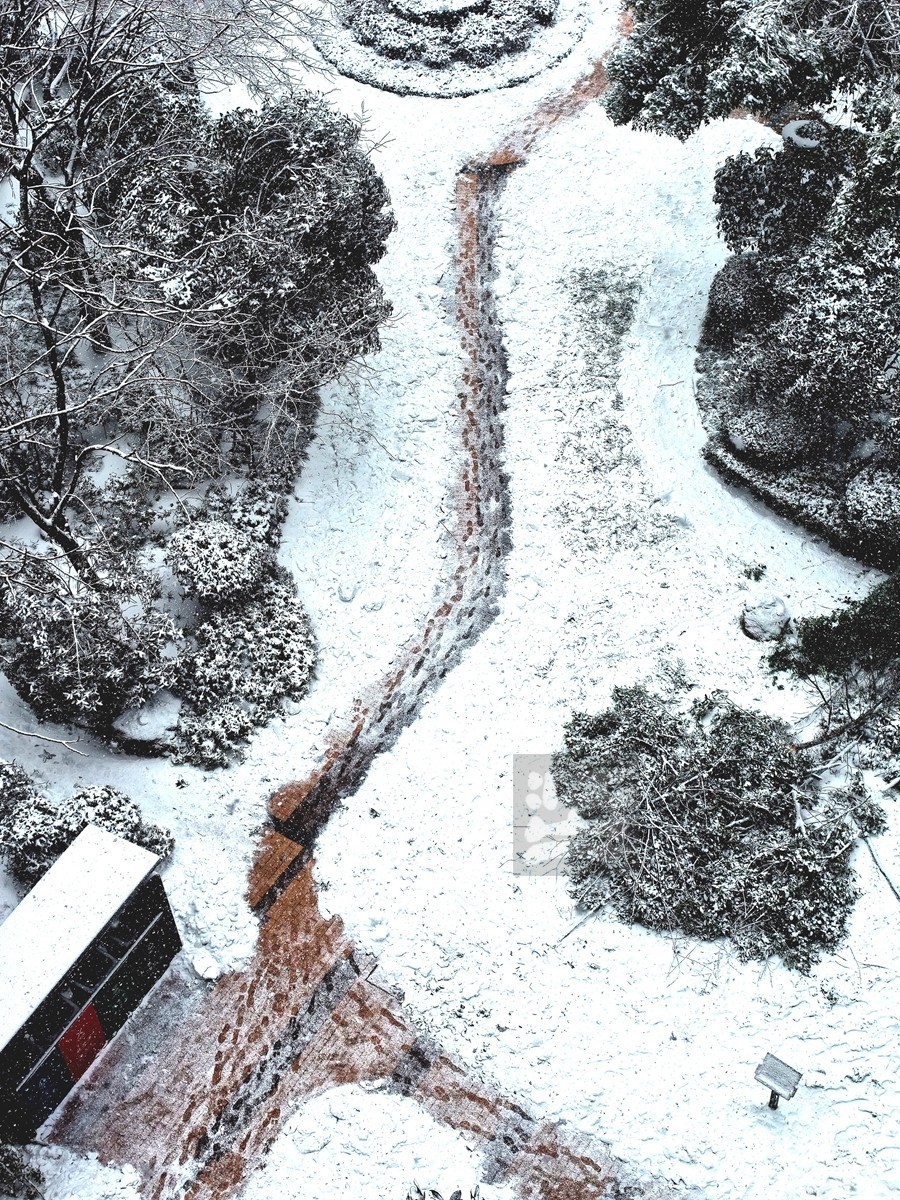 玉树琼花正立春——武汉随笔