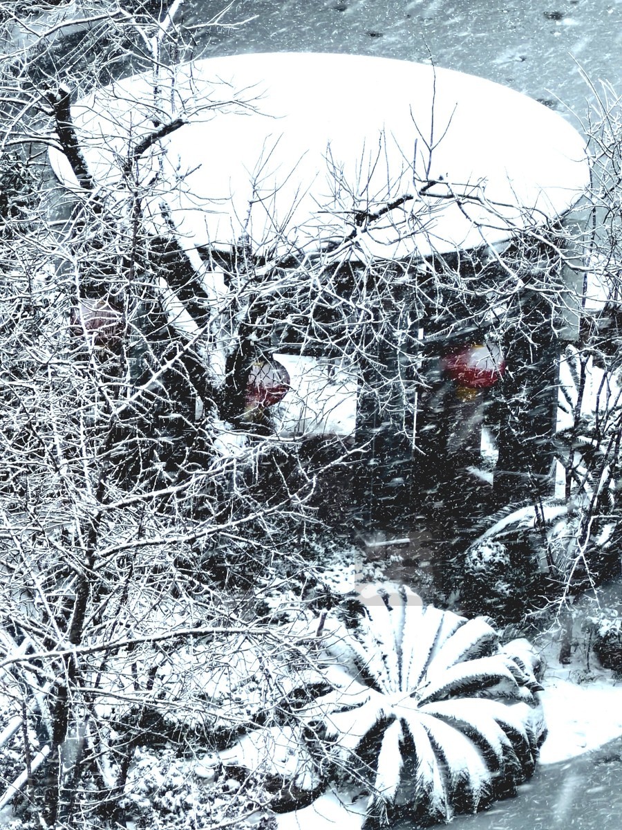 玉树琼花正立春——武汉随笔