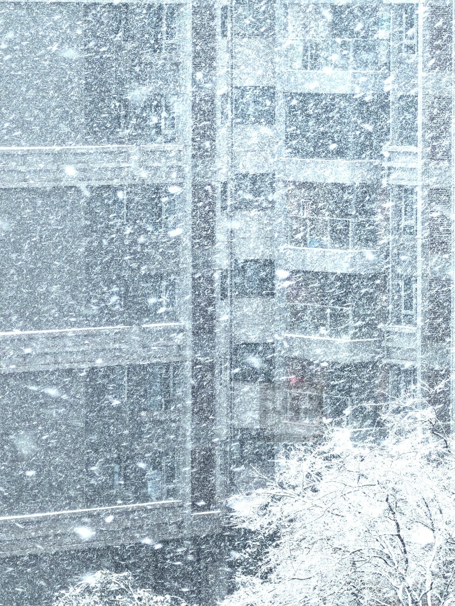 玉树琼花正立春——武汉随笔