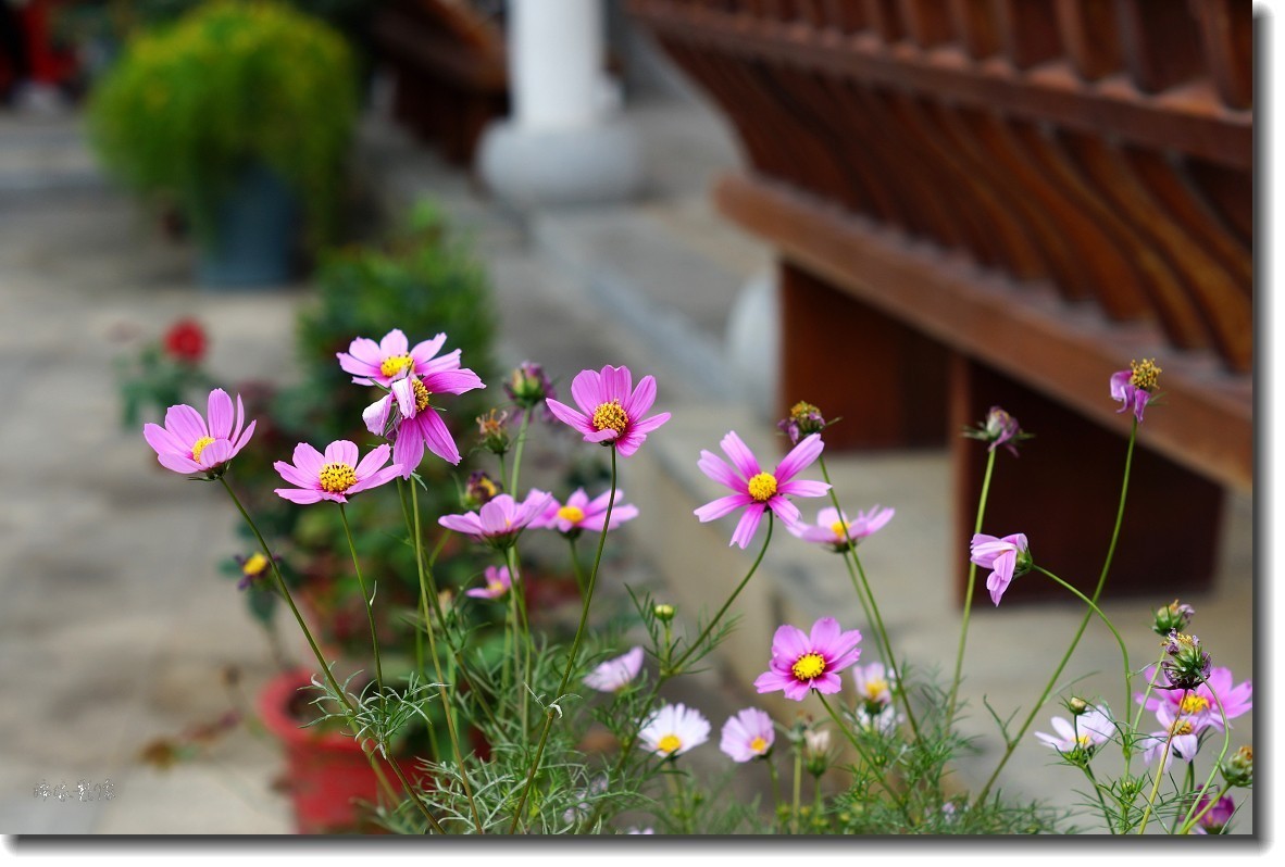 #版主坐堂#索尼大版星空(中国)2024年 3 月份优秀作品精选汇总