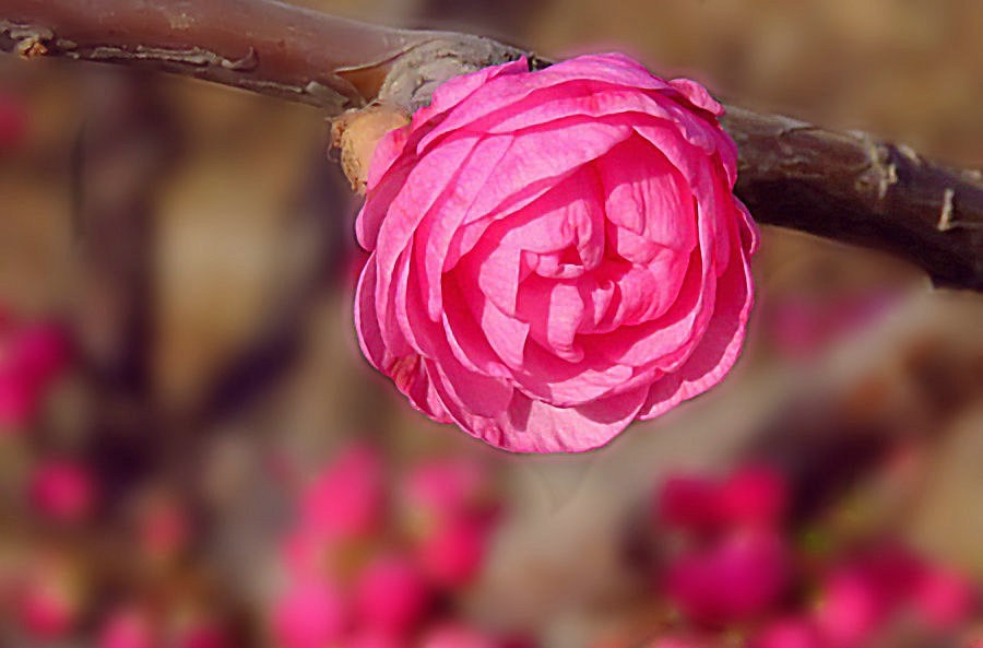 《不老松：纪实摄影》春天里百花香！