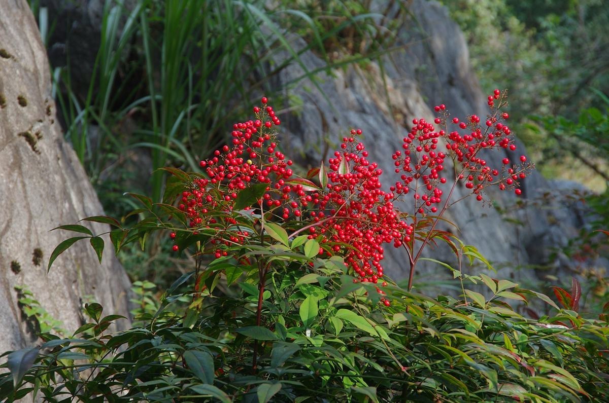 三衢石林风景区游记-4
