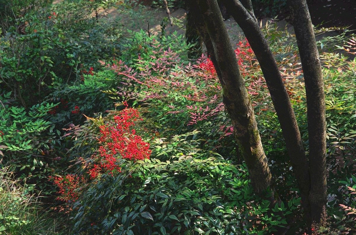 三衢石林风景区游记-4