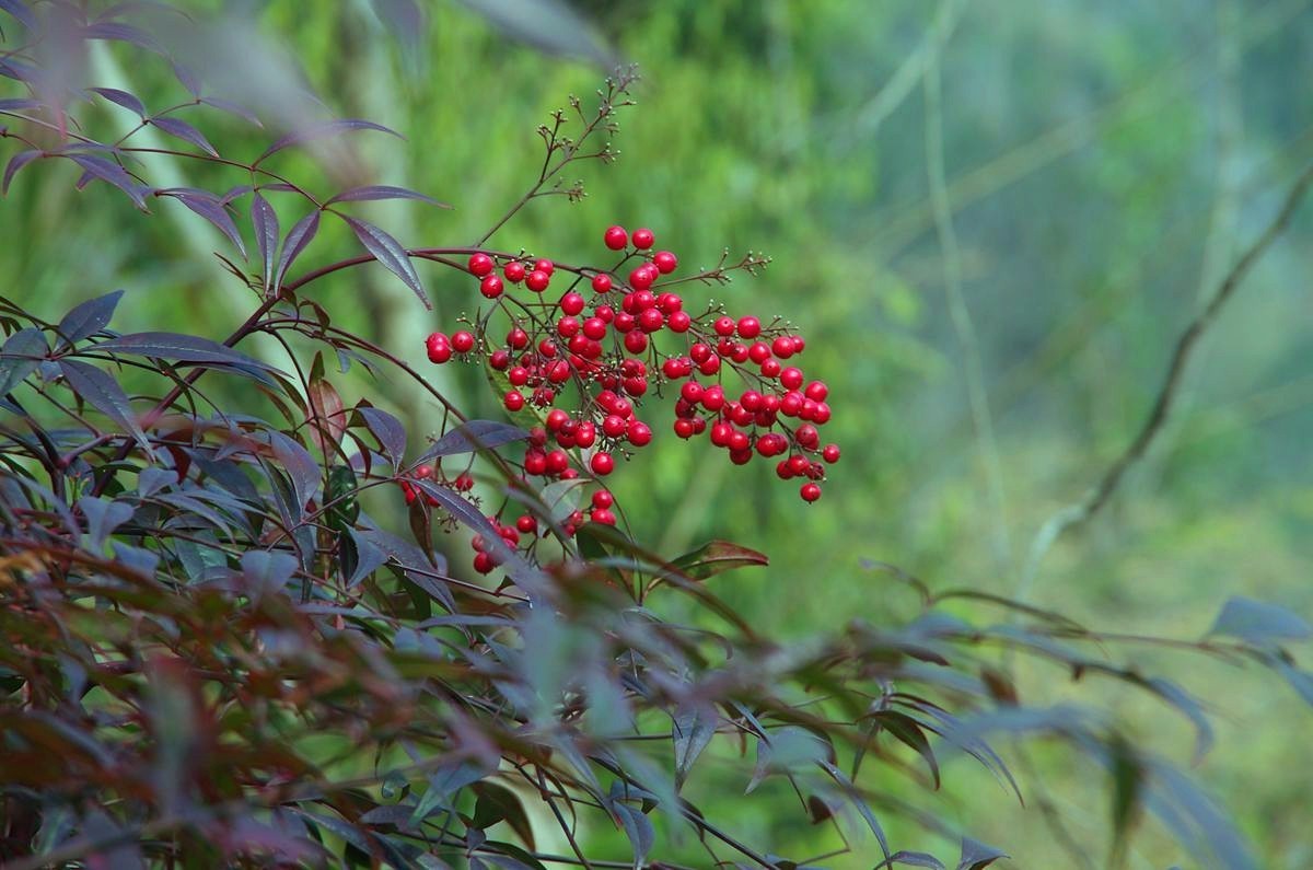 三衢石林风景区游记-4