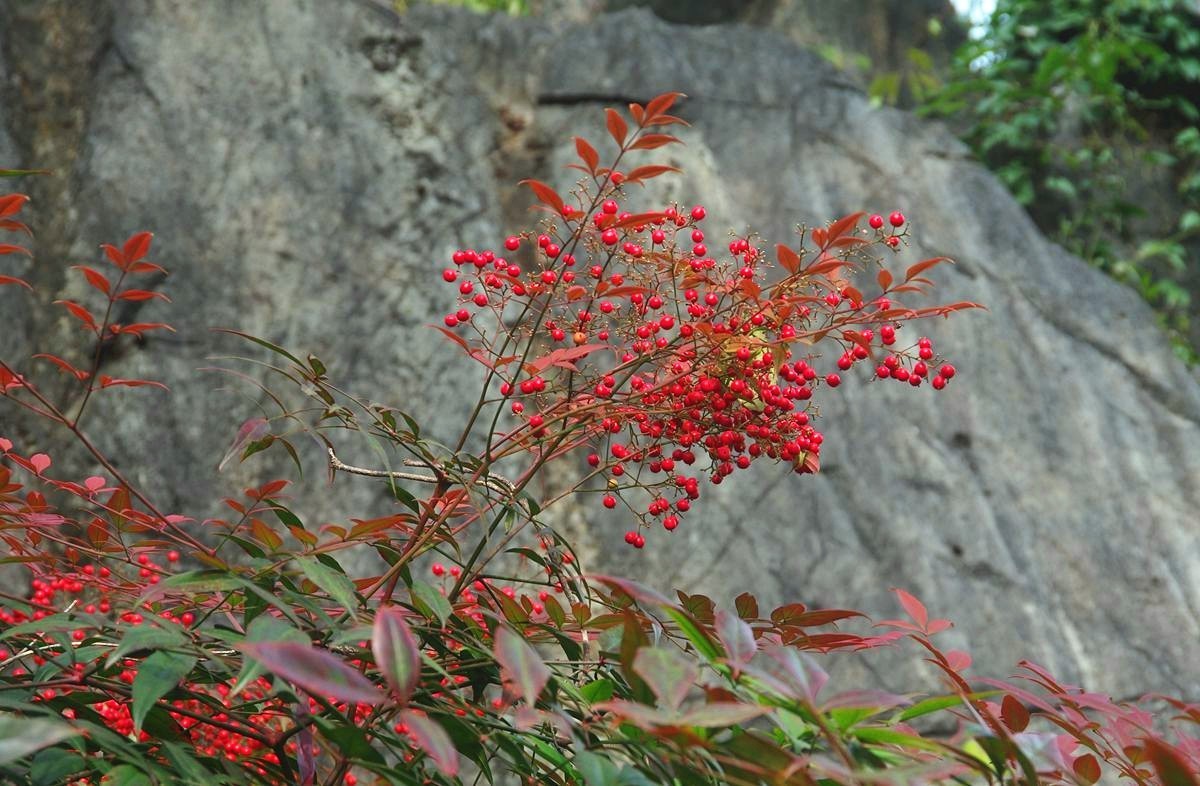 三衢石林风景区游记-4