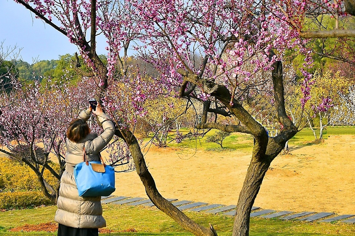 梅开二月    梅园花好