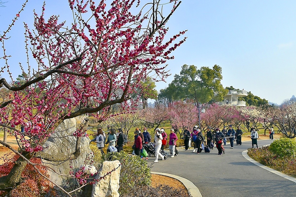 梅开二月    梅园花好