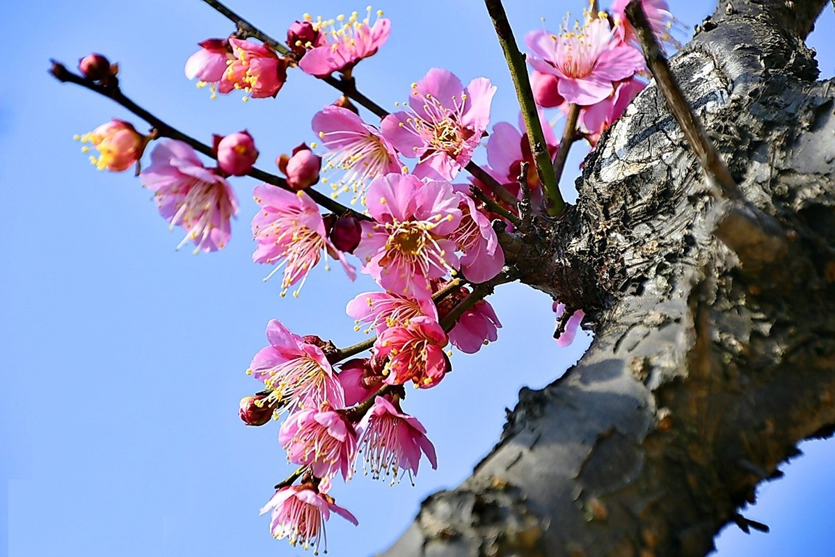 梅开二月    梅园花好