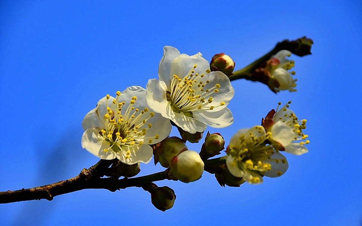 梅开二月    梅园花好