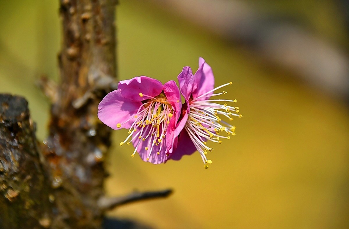 梅开二月    梅园花好