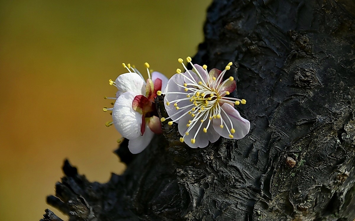 梅开二月    梅园花好