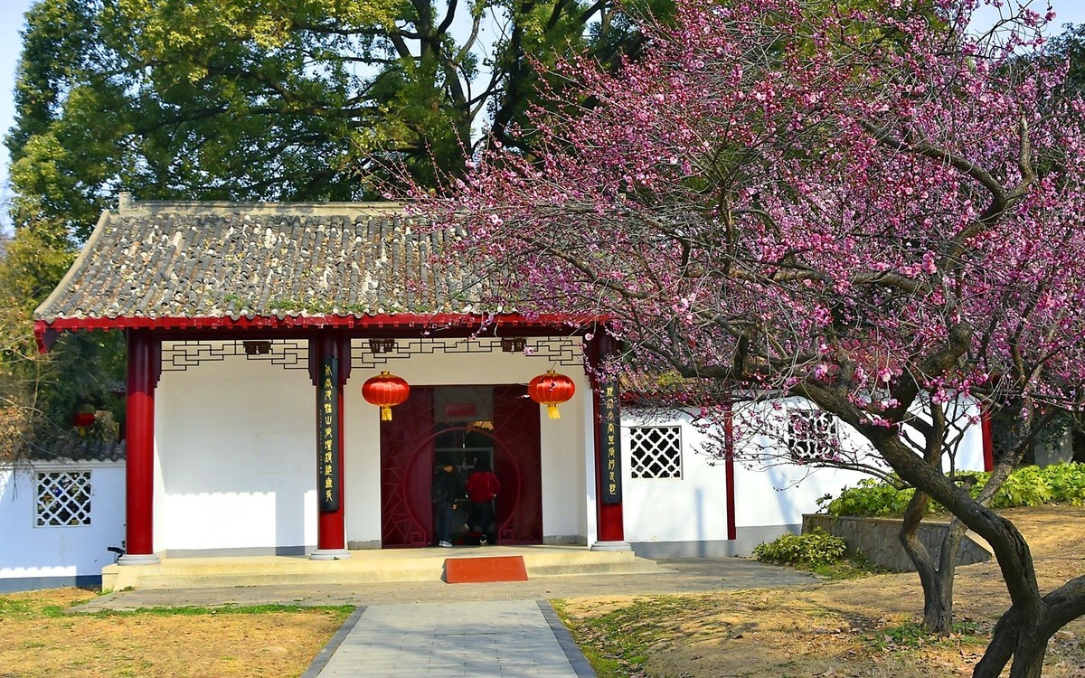 梅开二月    梅园花好