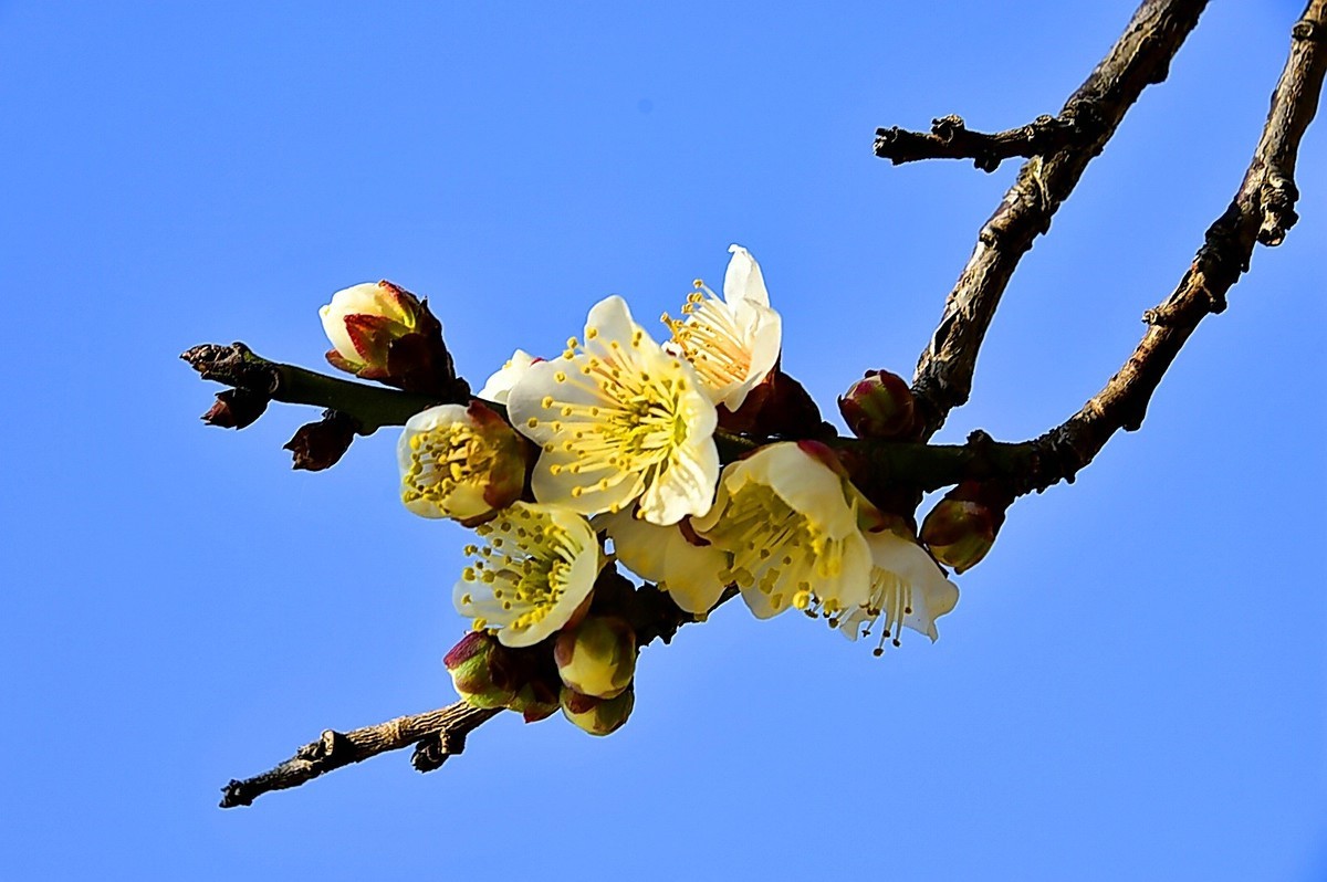 梅开二月    梅园花好
