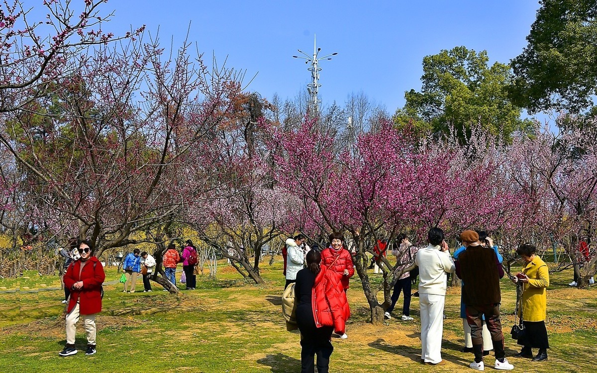 梅开二月    梅园花好