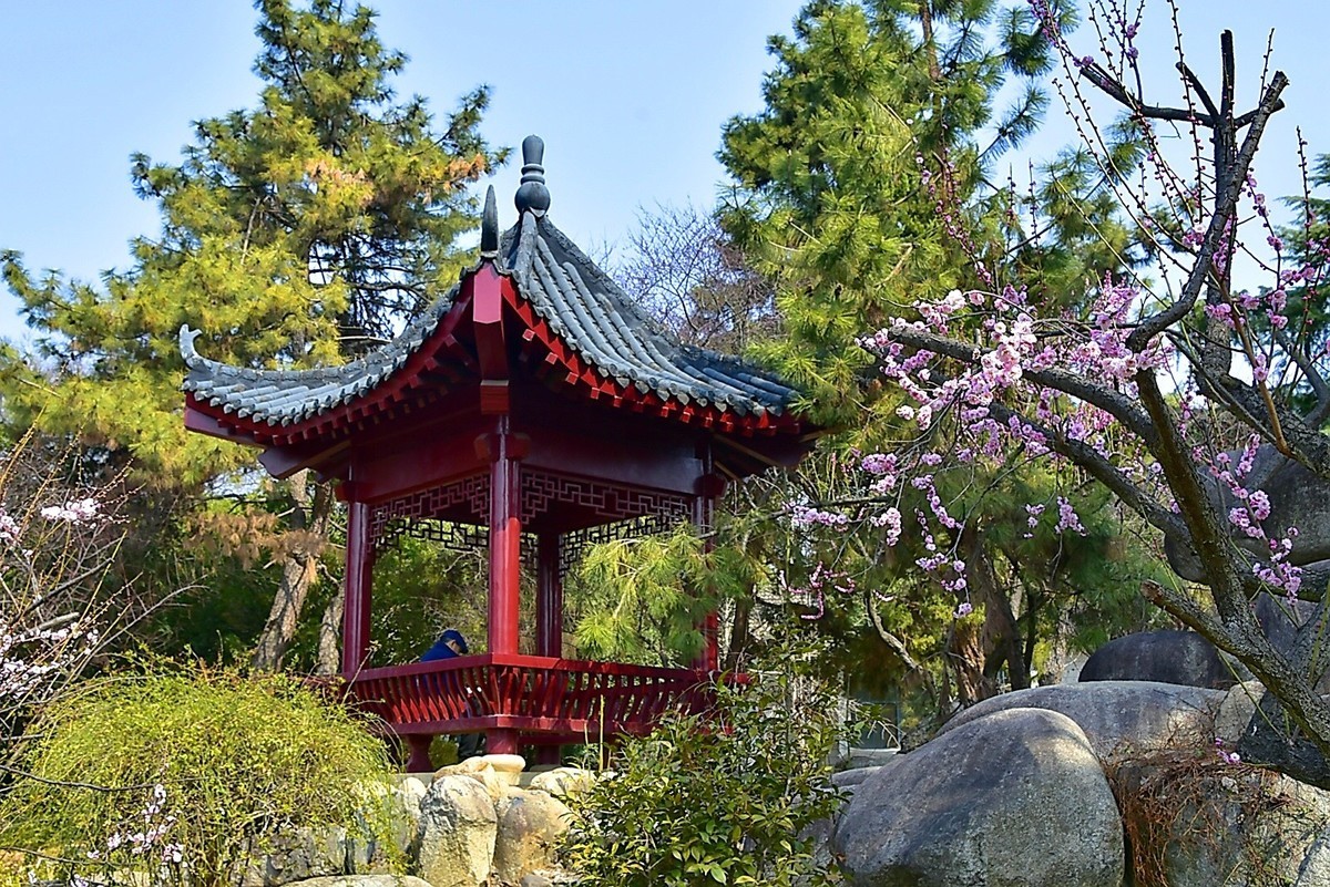 梅开二月    梅园花好