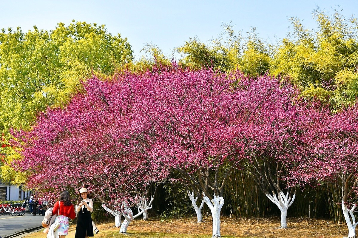 梅开二月    梅园花好