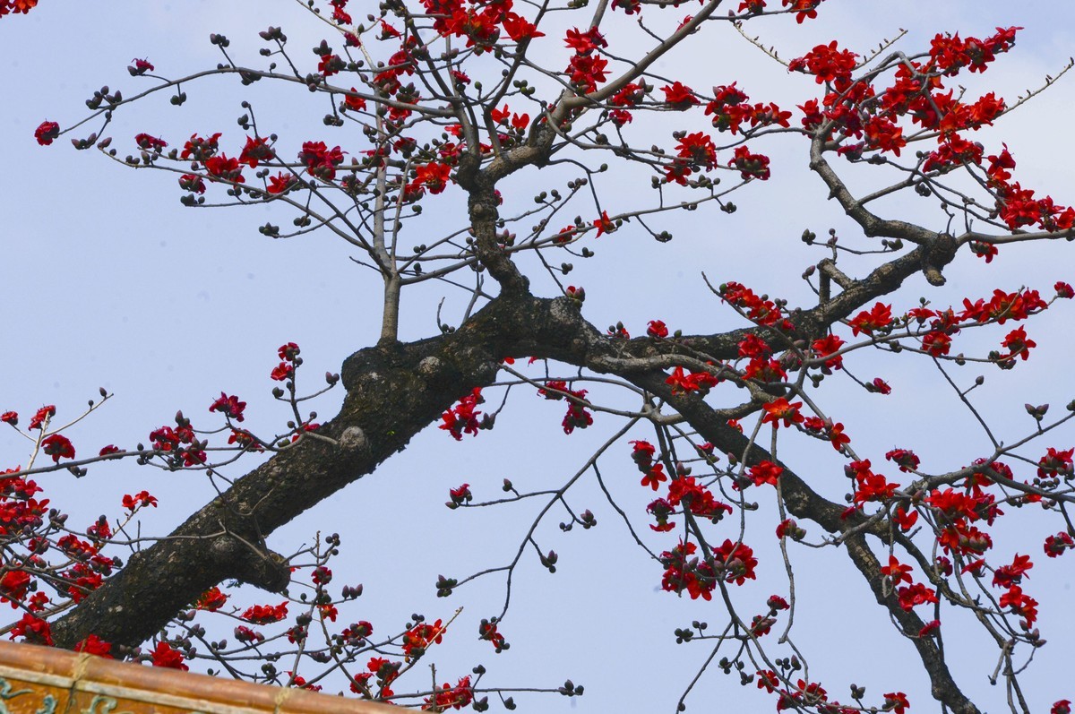 花城春色（二）