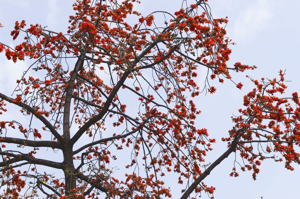 花城春色（二）