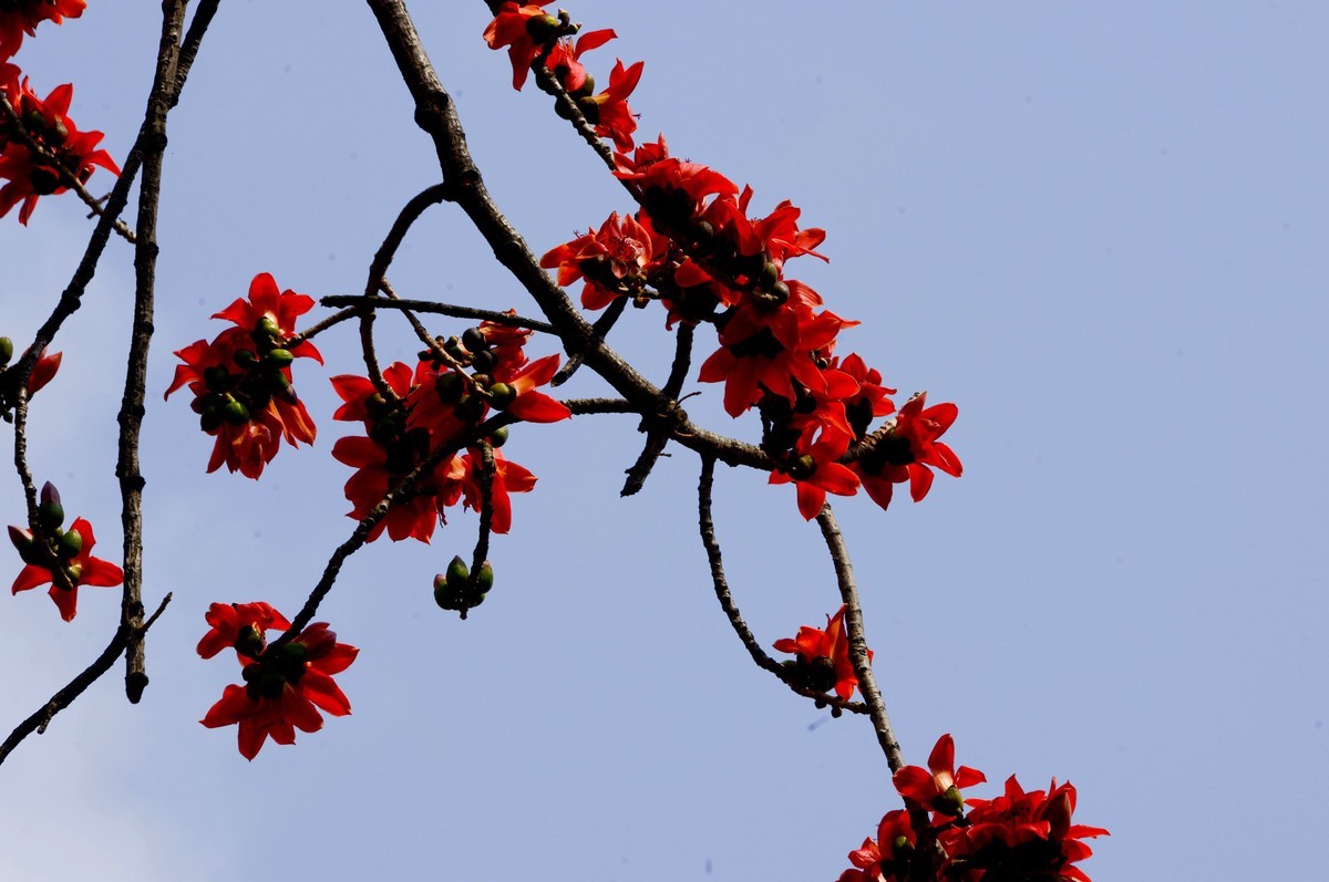 花城春色（二）