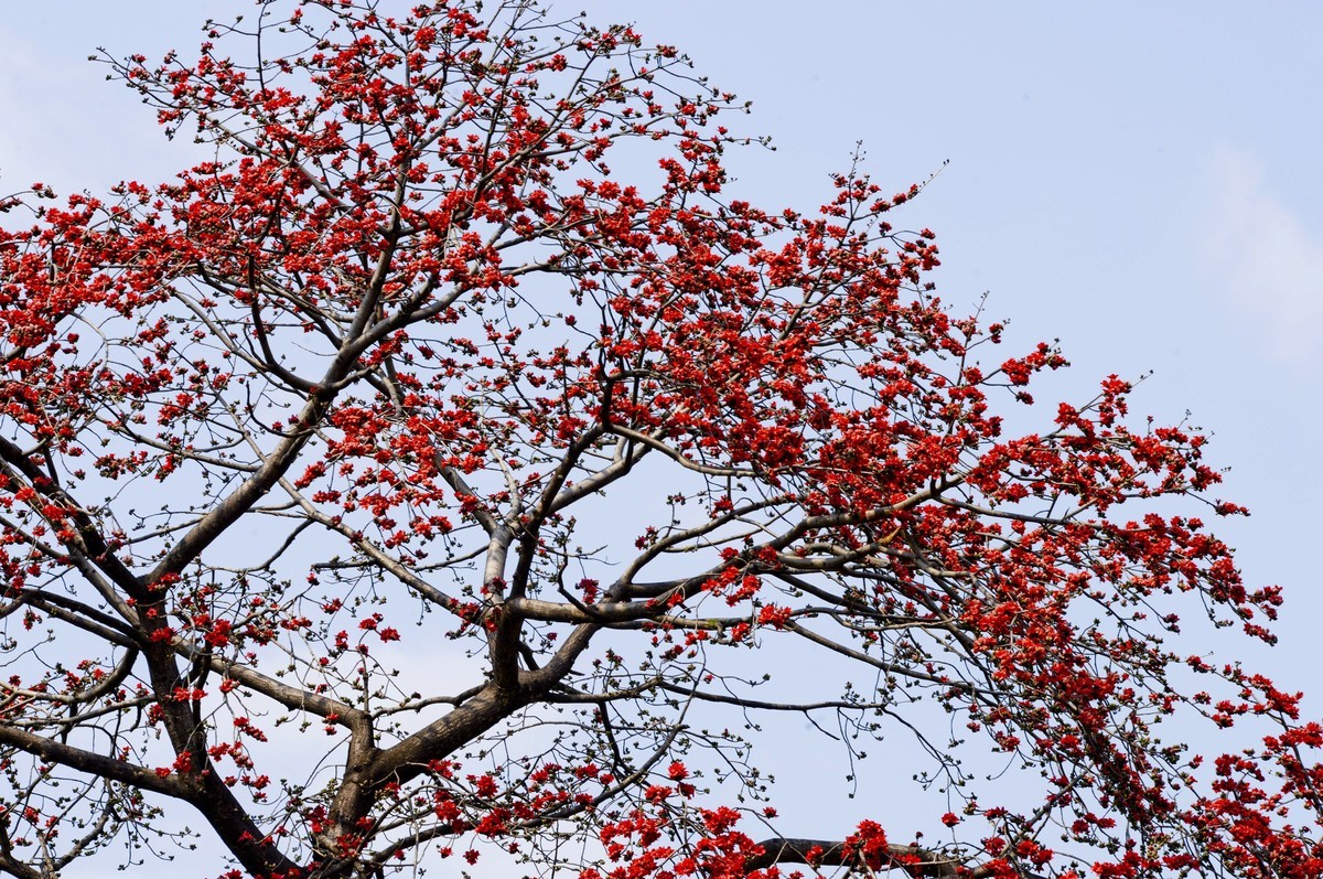 花城春色（二）