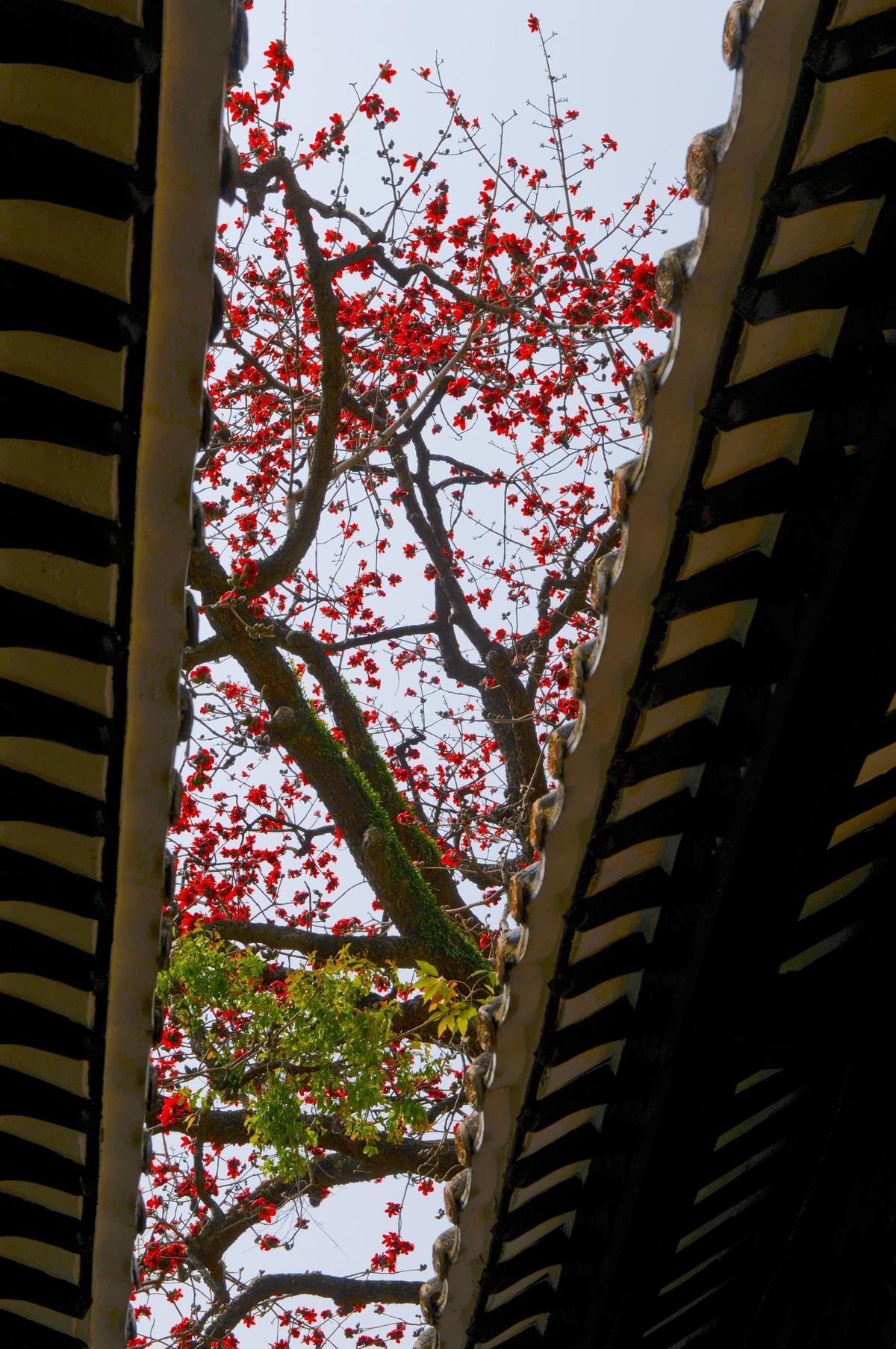 花城春色（二）