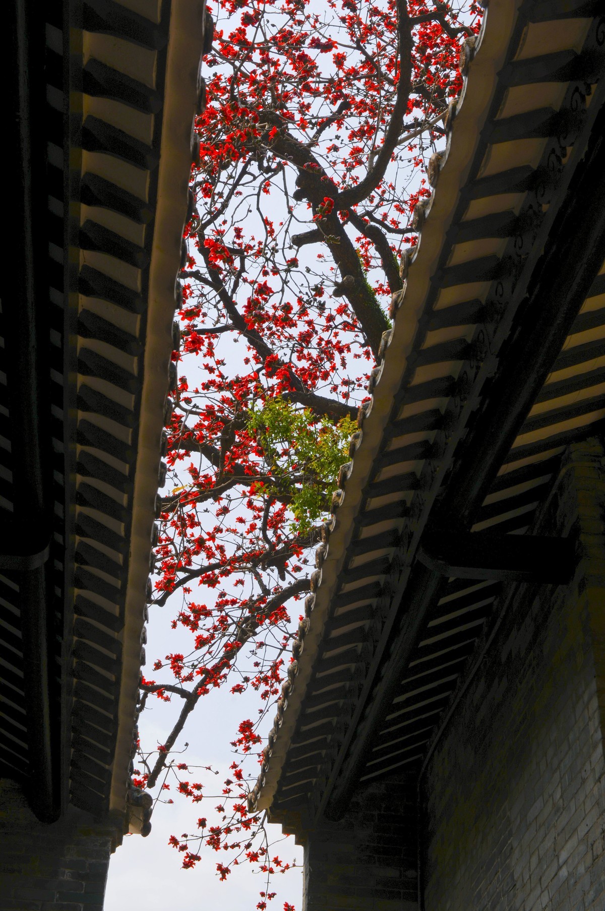 花城春色（二）