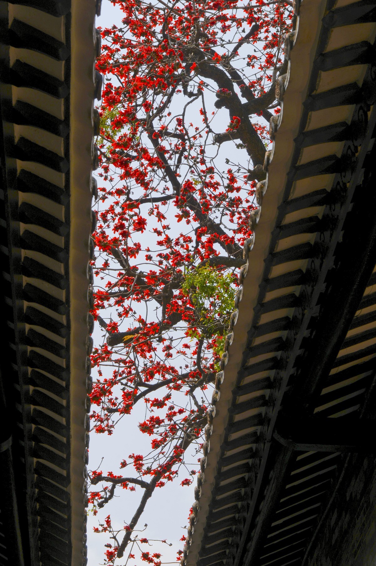 花城春色（二）