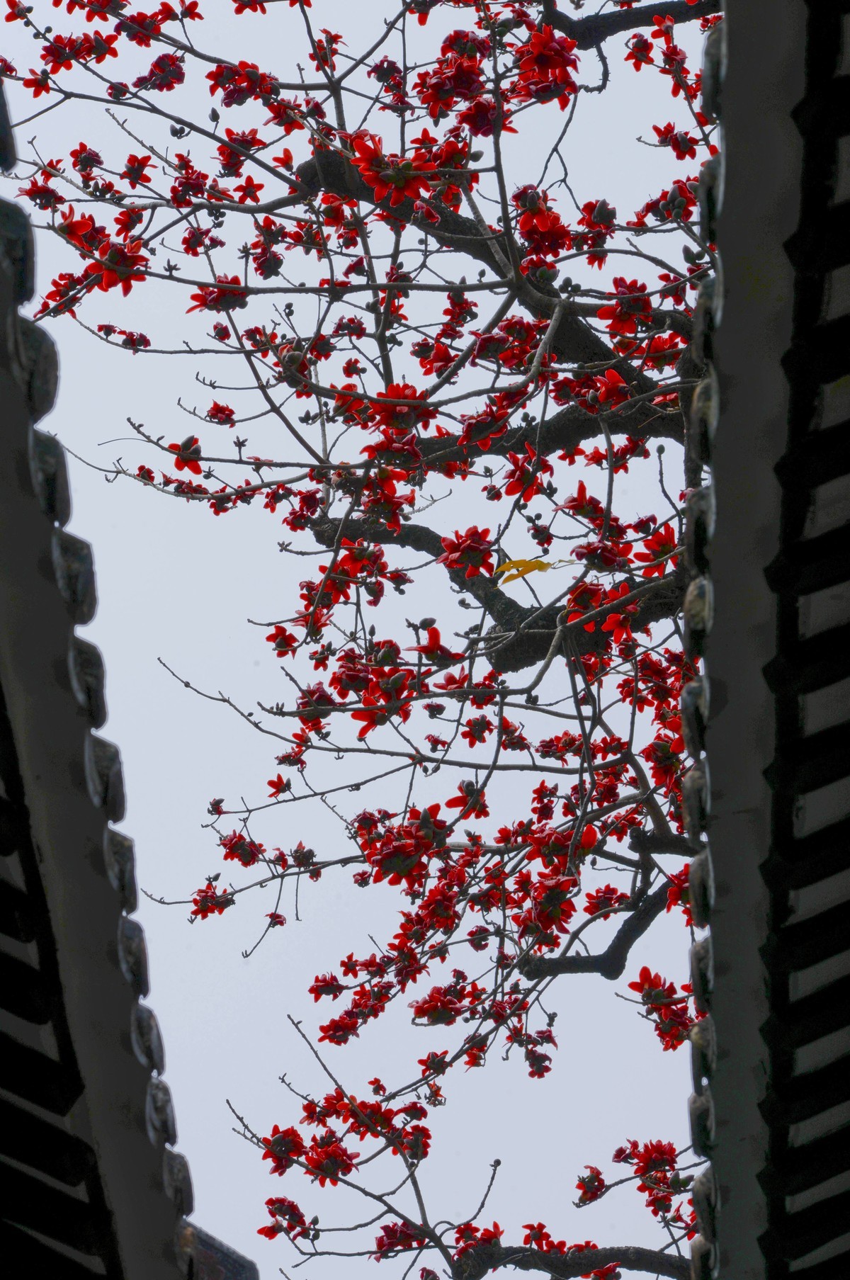 花城春色（二）