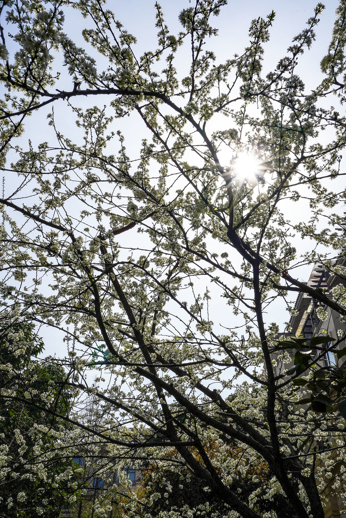 单元门口的李花开了