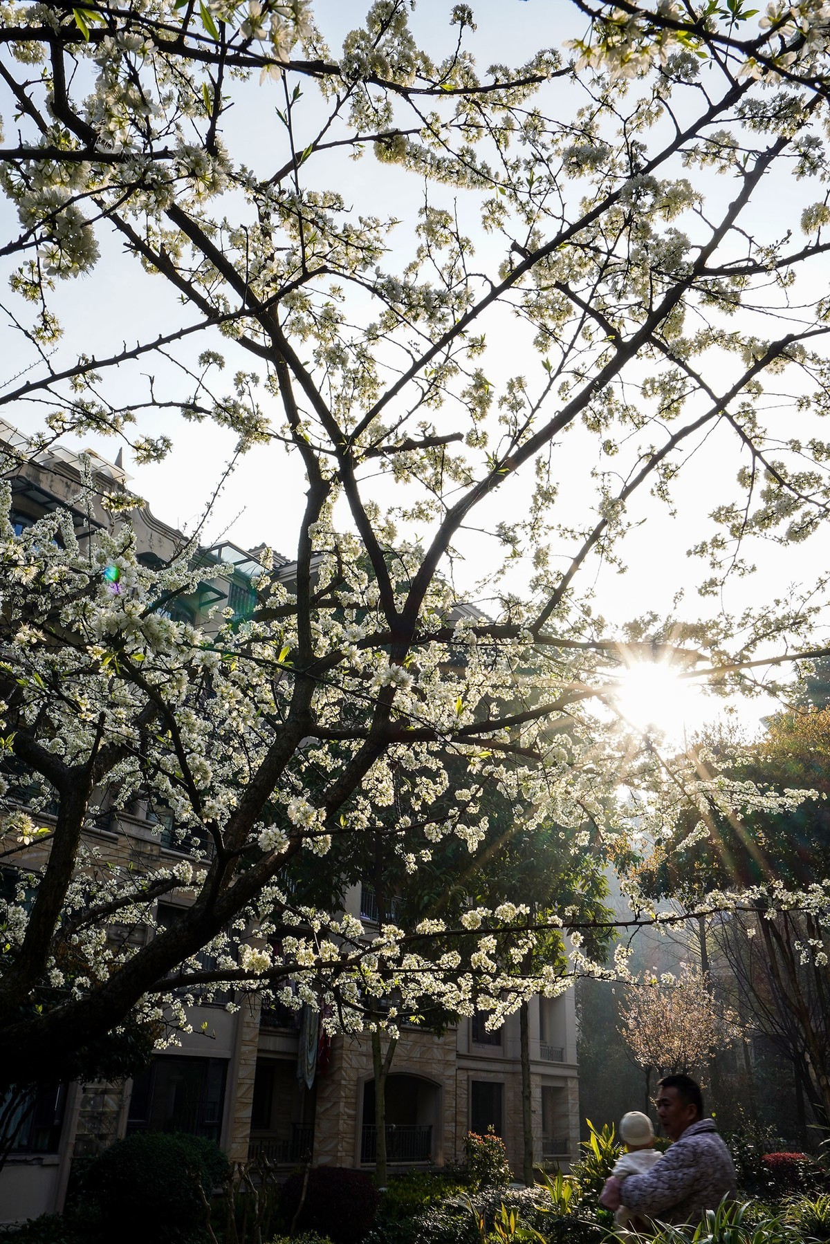 单元门口的李花开了