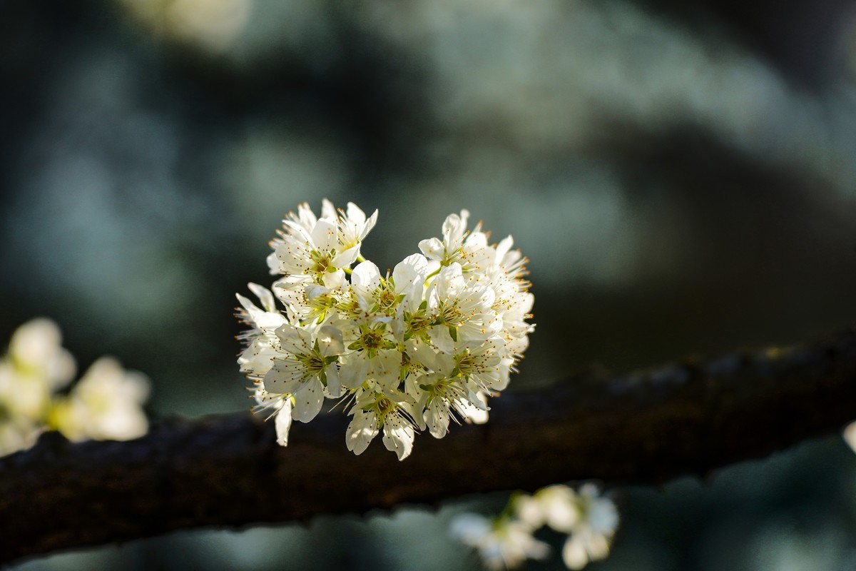 单元门口的李花开了
